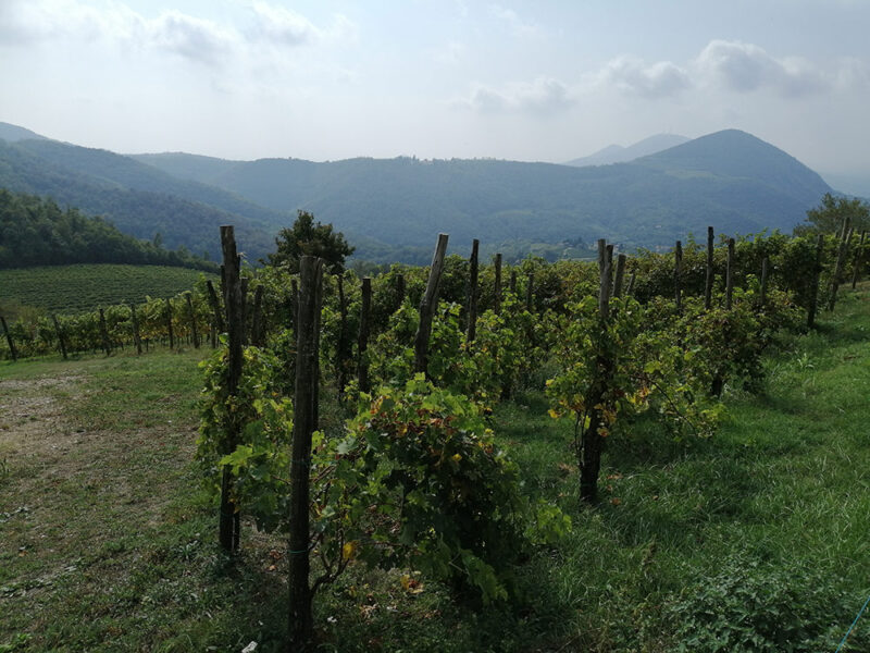 Vigneti sull'alta via dei colli