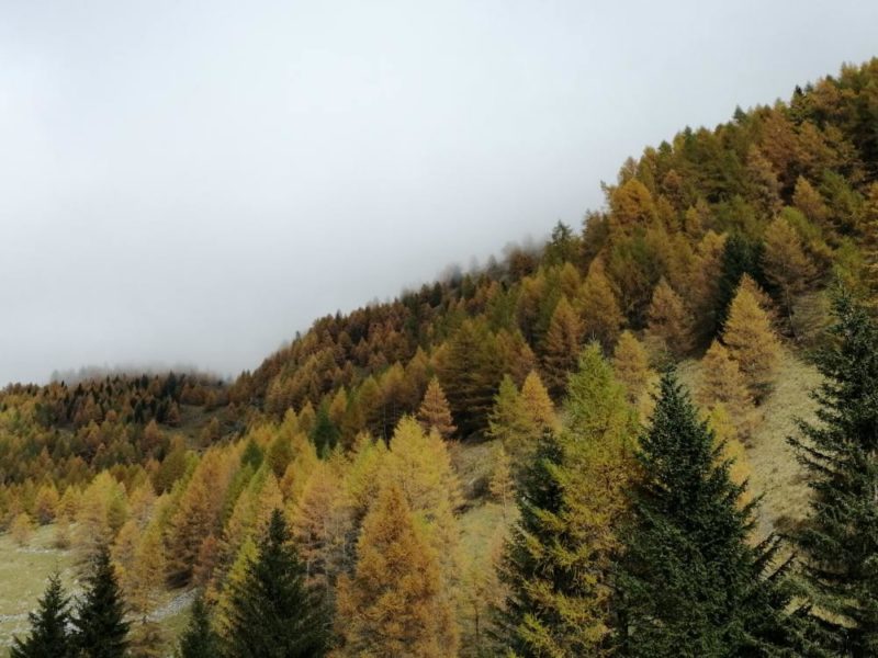 Pini in Alta Val Camonica