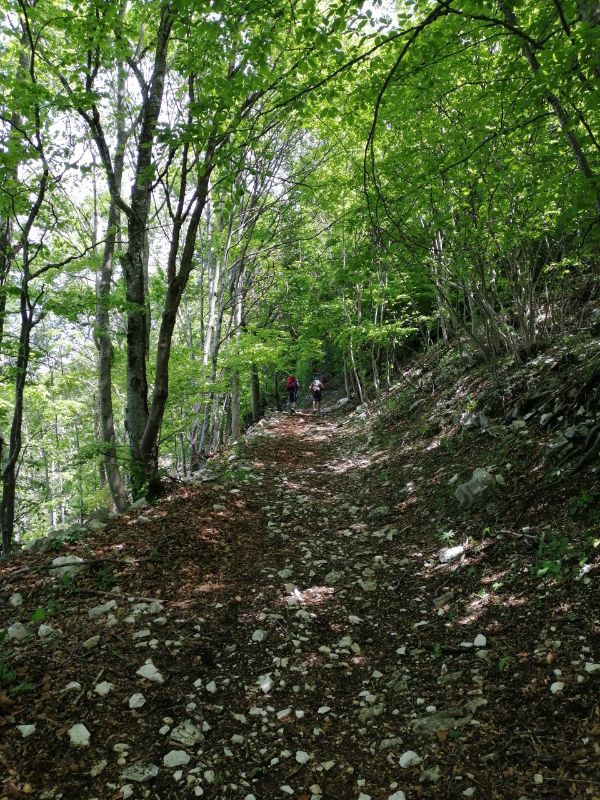 Sentiero nel bosco
