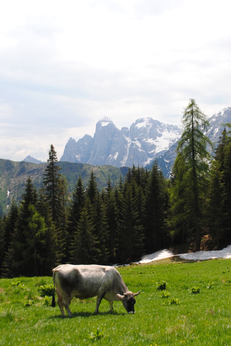 Mucche al pascolo in Val Gares