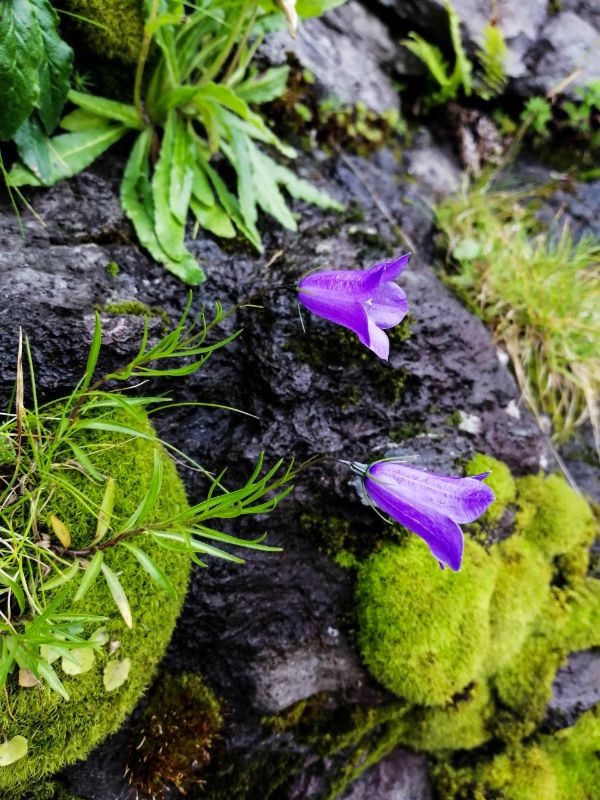 Campanule tra roccia e muschio