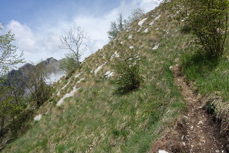 Sentiero fuori dal bosco sullo Zimon de Terne