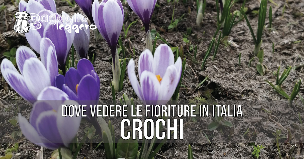 Dove vedere le fioriture di crochi in italia