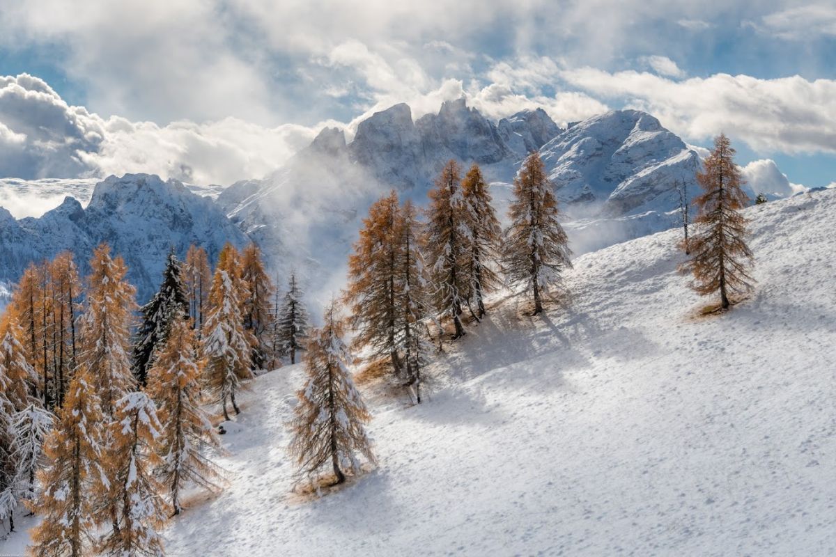Veneto, neve e larici di Dolomiti Wildlife