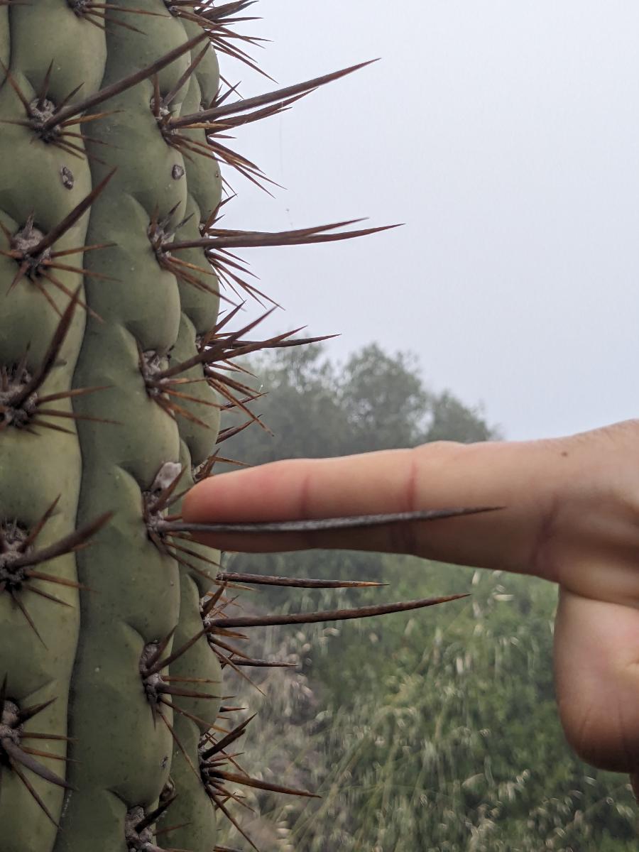 cactus