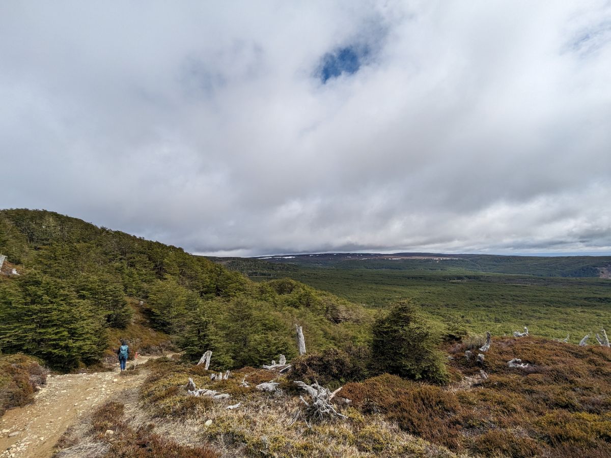 Escursione alla Reserva nacional Magallanes