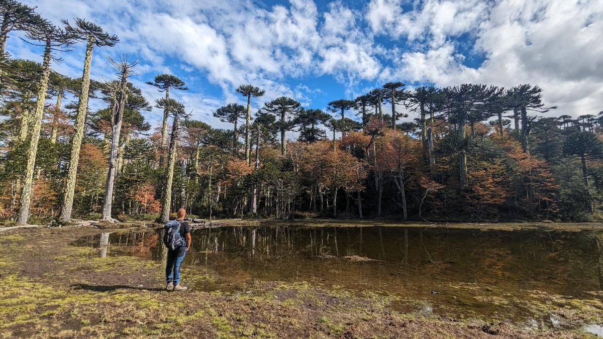 Parco Nazionale Pucon