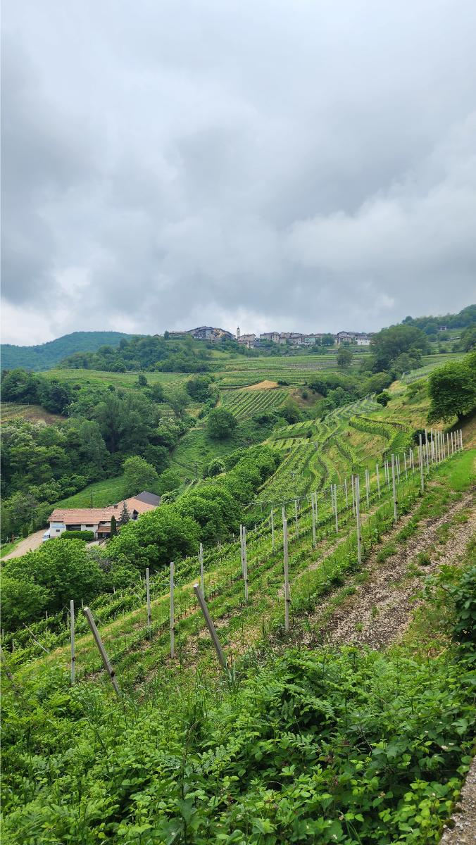 panorama-sui-vigneti panorama sui vigneti