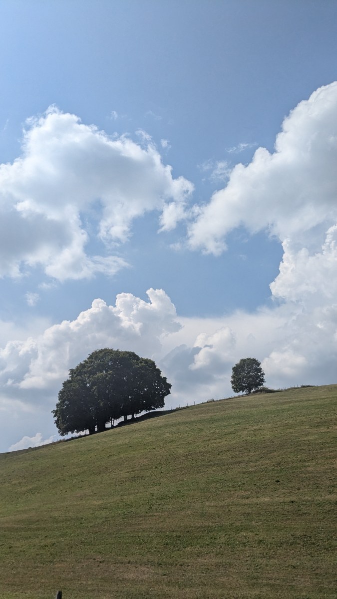 Quei due alberi isolati