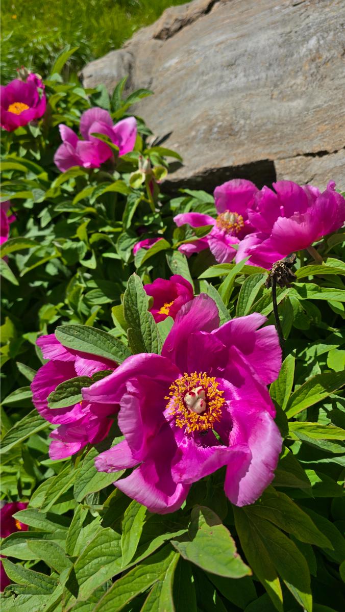 canale-delle-rose canale delle rose