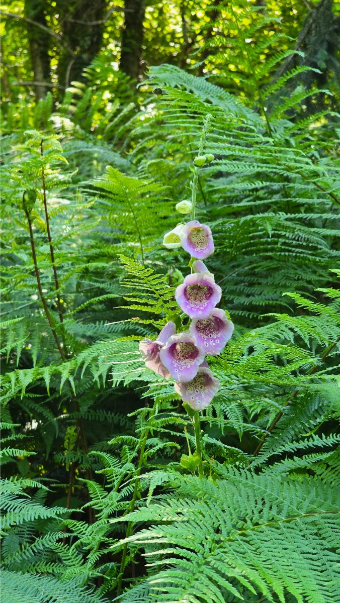 fioriture-cardoso fioriture a Cardoso