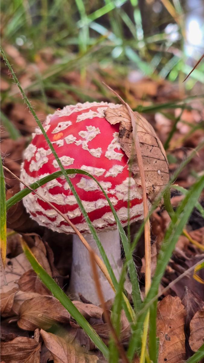 amanita amanita in bosco