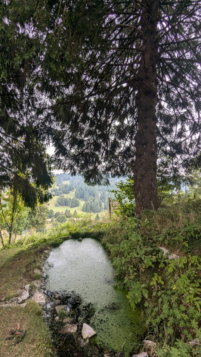 biotopo-alpino Nel giardino botanico del Monte Corno