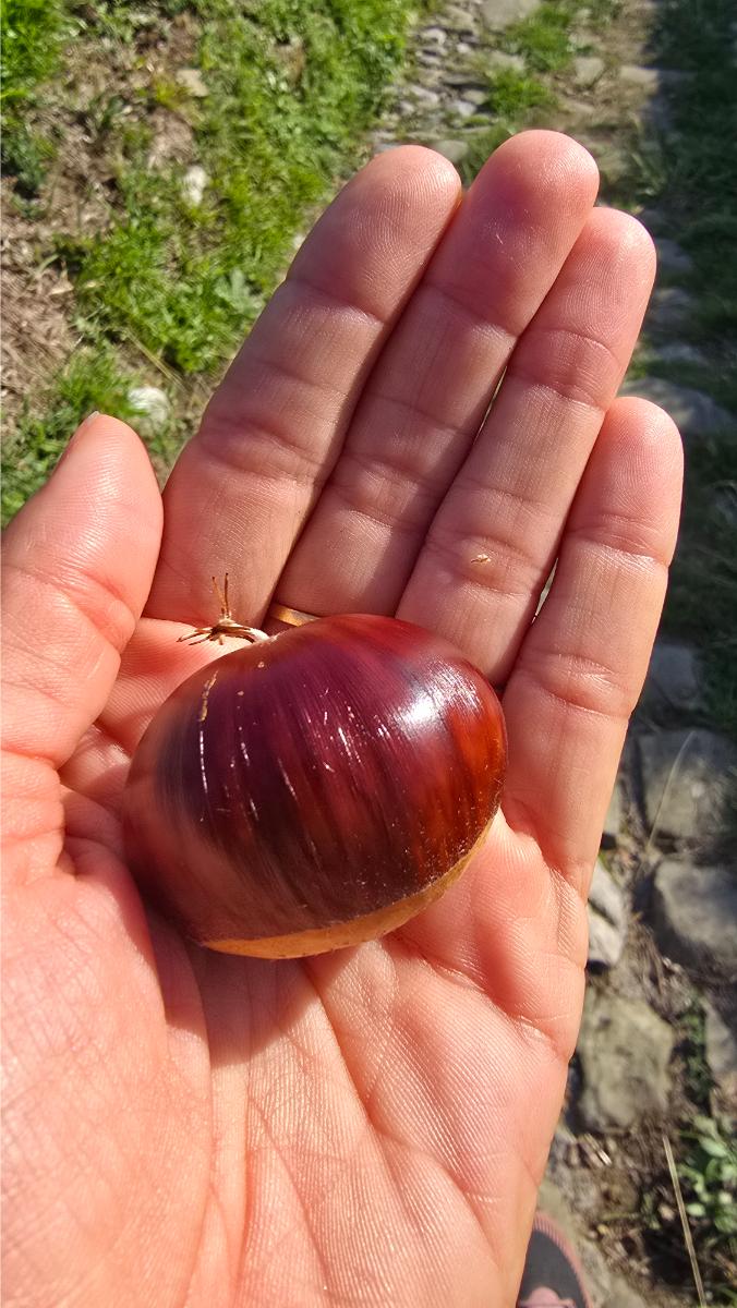 castagne-boschi-selvatici