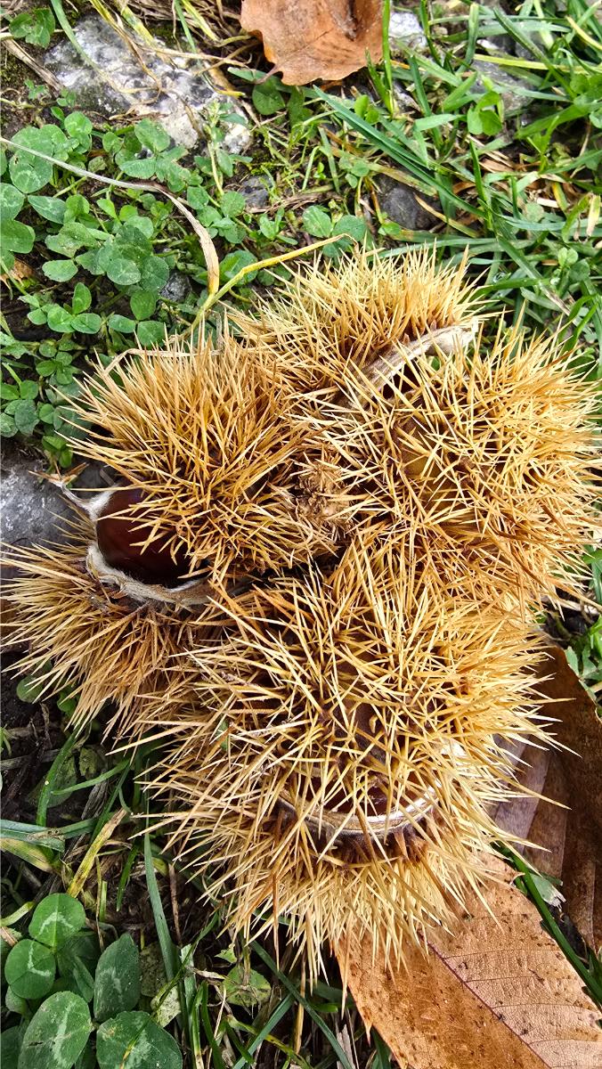 castagne-selvatiche-o-coltivate