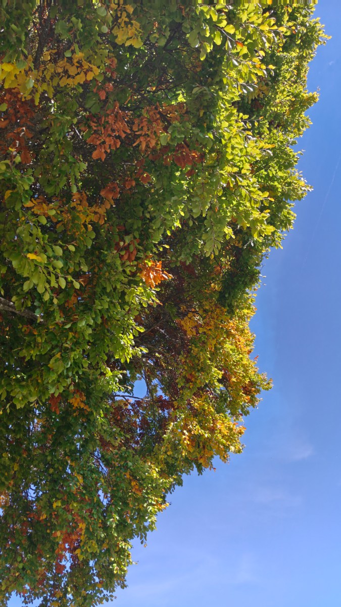 foliage-3confini