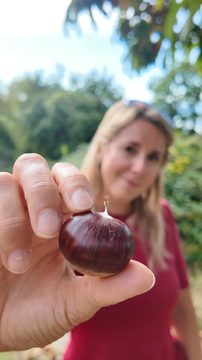 si-possono-raccogliere-le-castagne